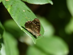 FZ019849 Speckled wood (Pararge aegeria) butterfly on leaf.jpg